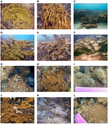 Unusual “Knob-Like Chimney” Growth Forms on Acropora Species in the Caribbean